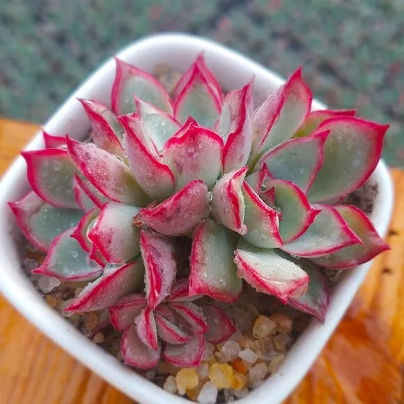 Echeveria Moon Gad Varnish 6cm diameter Succulent