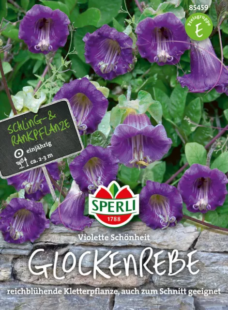 Vite a campana ""Bellezza viola"" - Cobaea scandens, pianta rampicante, semi 85459