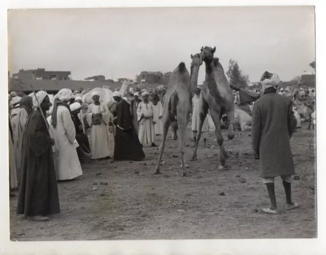C3227/ Kamelmarkt in Embala bei Kairo Ägypten Foto 24 x 18 cm Pressefoto ca.1955