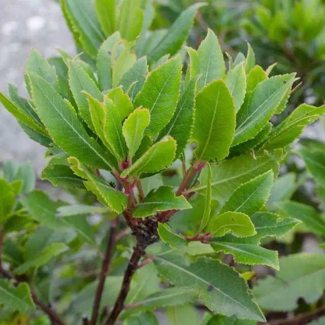 Bay leaf tree (Laurus nobilis) 'Miles Choice' x 1 small plant