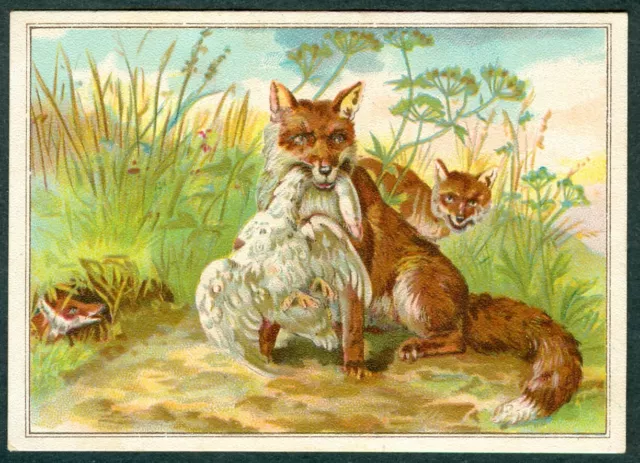 1890s Animals FOX Card Lion COFFEE CARD Scarce TYPE Lions Coffee Woolsons Spice