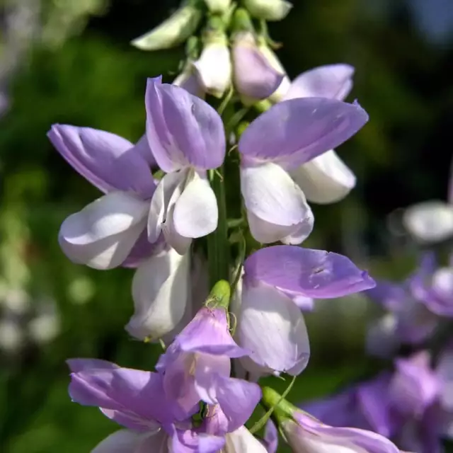 CAPRE RUE Tè sfuso biologico essiccato a erbe, Galega officinalis erba 3