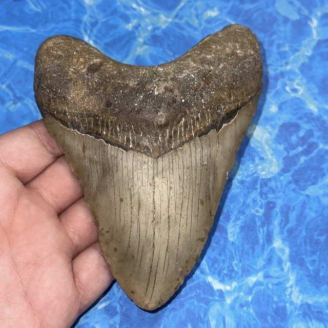 Megalodon Shark Tooth 5.38” Huge Teeth Big Meg Scuba Diver Direct Fossil Nc 8136