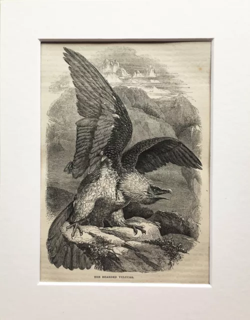 BÄRGEIER oder LAMMERGEIR Vogeldruck - um 1880 montiert antik B&W Gravur