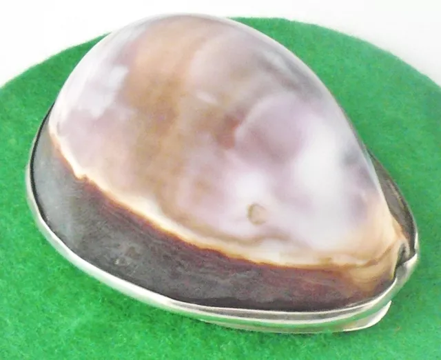 Scottish Provincial Silver Cowrie Shell Snuff Box, Laurence Aitchison of Falkirk