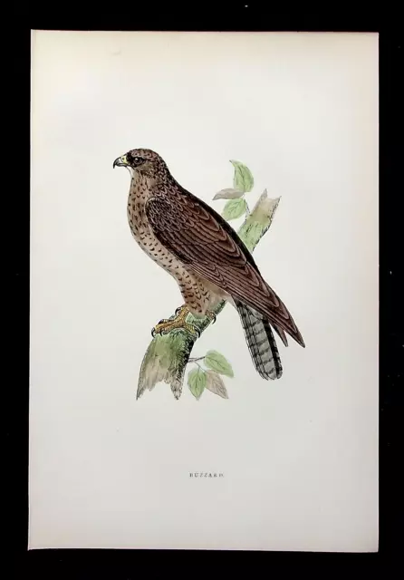 BUZZARD, original antique ornithological, bird print, MORRIS, 1895