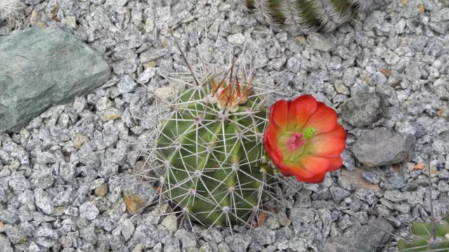 Echinocereus coccineus Kaktus -28°C Winterhart Kakteen Frosthart