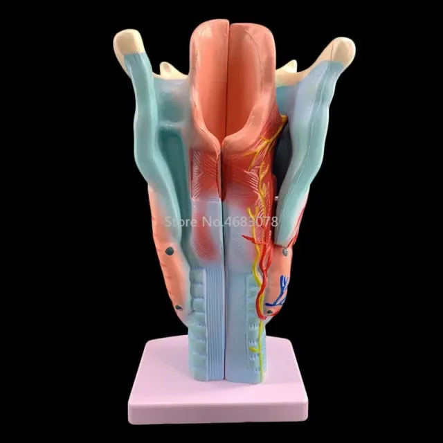 Human Laryngeal Model Respiratory Organs Laryngeal Vascular Thyroid Display