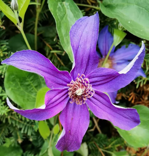 Clematis integrifolia     15 seeds