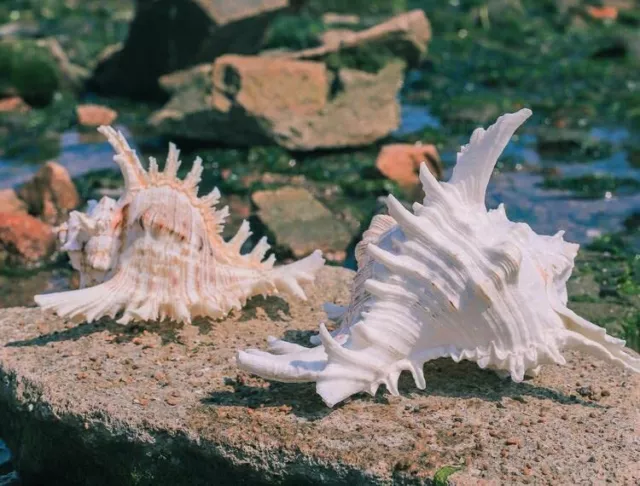 Large Natural Sea Shells, Huge Ocean Conch 16-18cm Jumbo Seashells Perfect for W