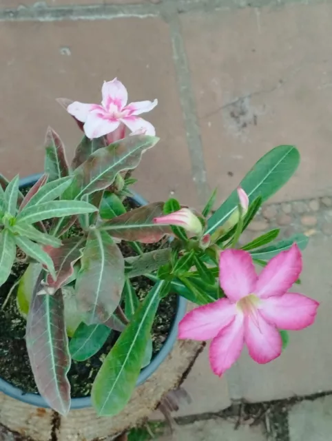 Adenium Obesum Con Dos Tipos De Flores Diferentes