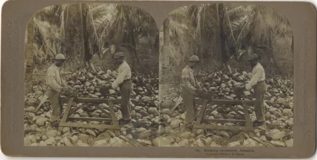 Jamaika Jamaica Kokosnuss Coco Foto Stereo Stereoview Vintage