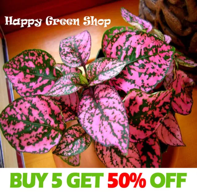 Pink Polka Dot - 70 seeds - Hypoestes Sanguinolenta - Perennial greenhouse plant