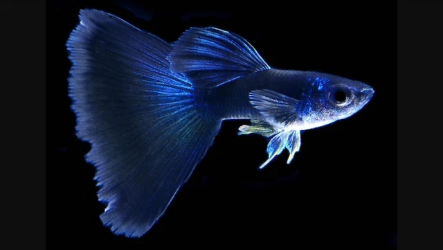 FRY PACK 8 - Blue Moscow - Live Guppy Aquarium Fish - FREE SHIPPING - Guaranteed