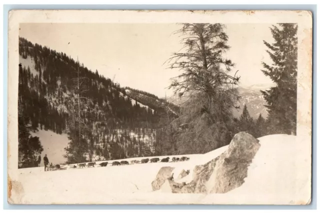 c1920's Candid Dog Sled Team Mountains Snow Evergreen Trees RPPC Photo Postcard