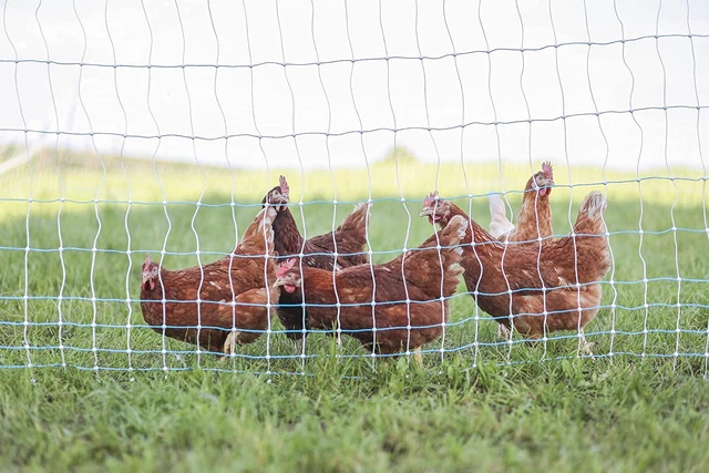 42” X 164’ Electric Poultry Netting Chicken Fencing Poultry Fence Netting Farms.