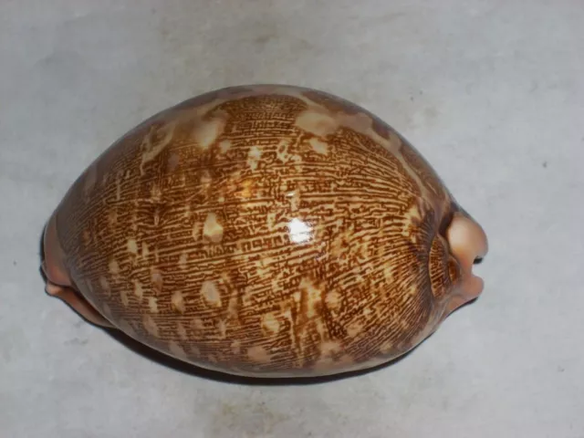 Cypraea Mappa Dark Pattern, Elongate Spire