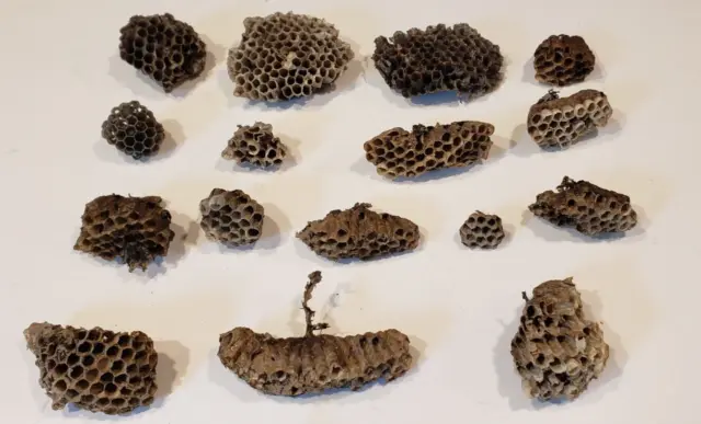 Lot of 16 Paper Wasp Nests