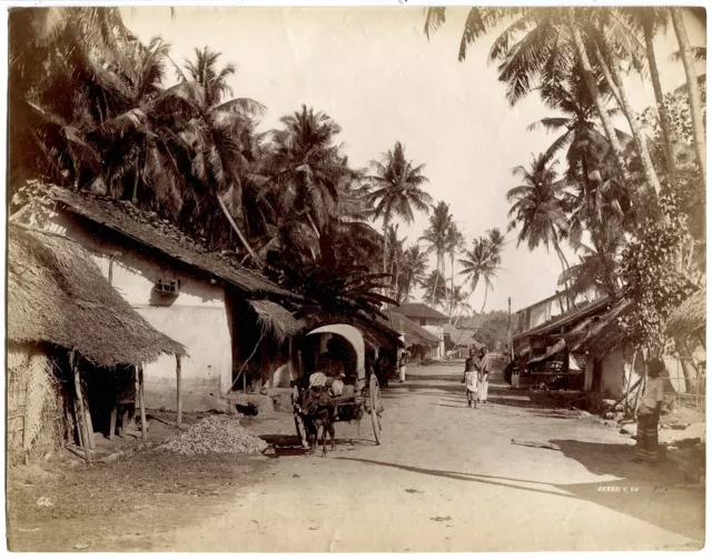 Photo Skeen & Co - Colombo Ceylon - Road Scene - Albumine - 1880 - Ceylan