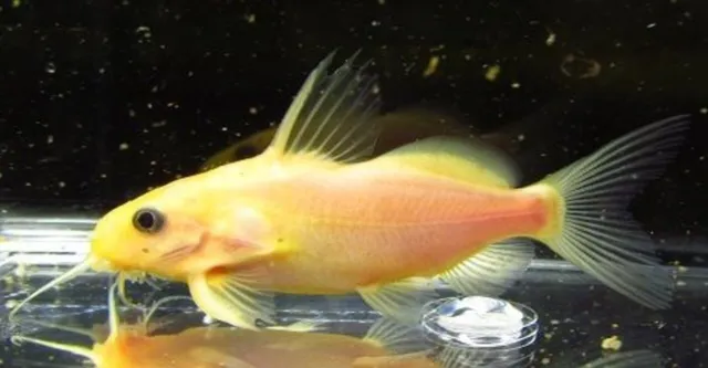 Golden Xanthic Upside Down Catfish Synodontis Nigrita 3cm