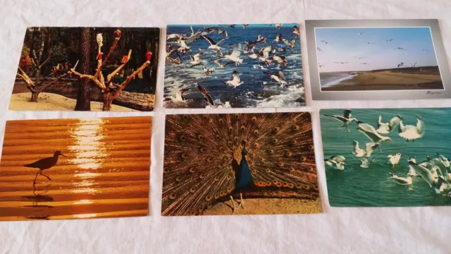 Lot de 22 cartes postales avec des Oiseaux