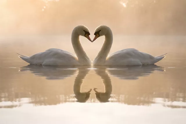 Swans Couple Heart Cute Bird Animals On Water Wall Home Decor - POSTER 20"x30"