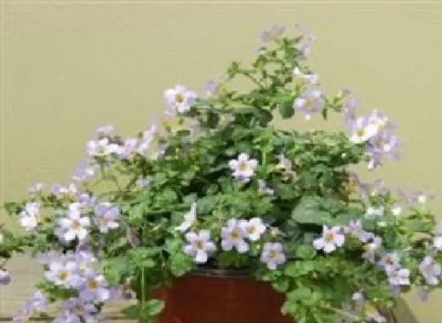 Flower - Bacopa blutopia - 20 Seed - Large Pack