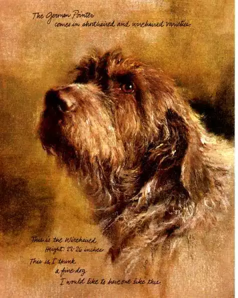 German Wirehaired / Wire Haired Pointer CUSTOM MATTED Dog Art Print - Poortvliet