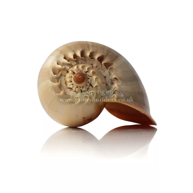 Melon Shell Large Polished 10-12.5cm Beach SeaShell. Perfect for air plants