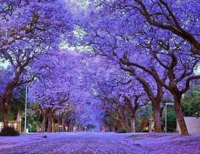 Kiribaum, Paulownia Elongata,  im 2. Jahr mit neuem Austrieb, schnellwachsend