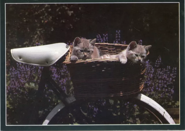 Cpsm / Carte Postale / Chat / Cat / Photo Heroes