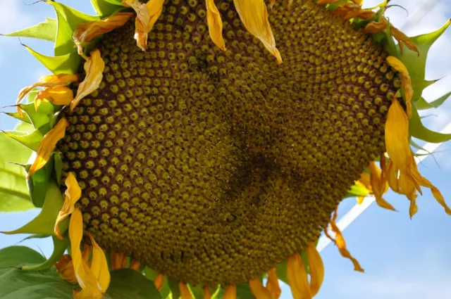 SUNFLOWER  "Mongolian Giant"  25 Seeds 3