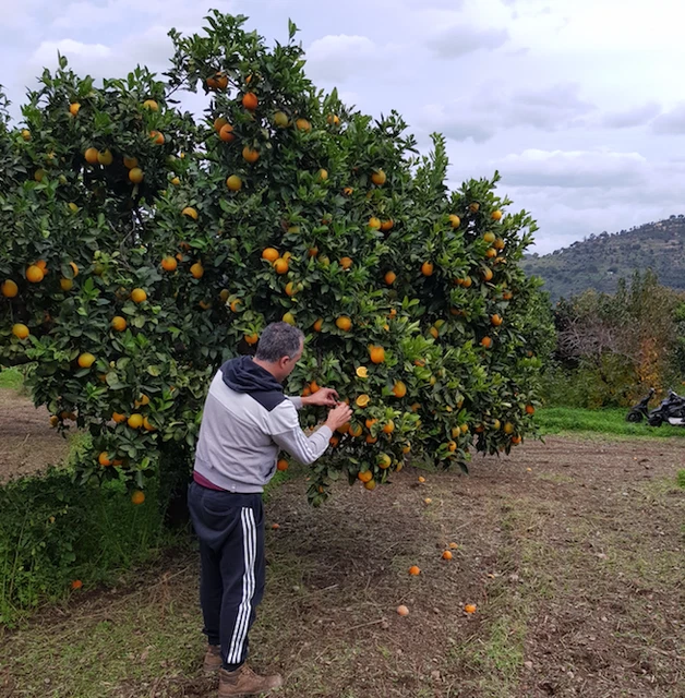 Arance di sicilia tarocco gallo da spremuta 32 kg bio naturali raccolti spediti