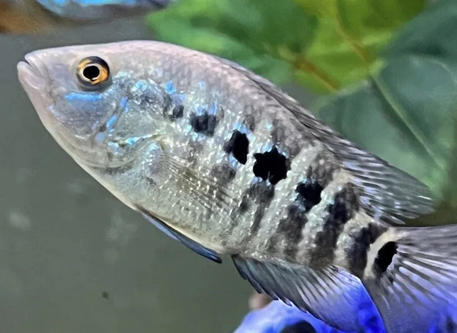 Texas Jaguar cichlid hybrid 2”-3”