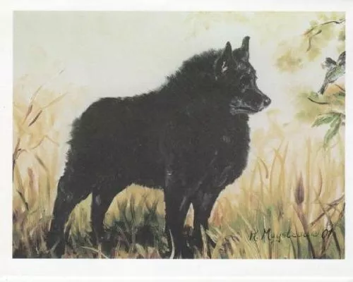 New Schipperke in Field Pet Dog Notecard Set - 12 Note Cards By Ruth Maystead