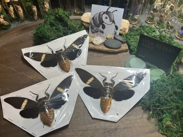Cicada Spread Indonesia Tosena albata Papered Specimen Entomology