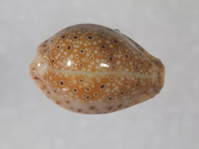 Cypraea Ocellata Top