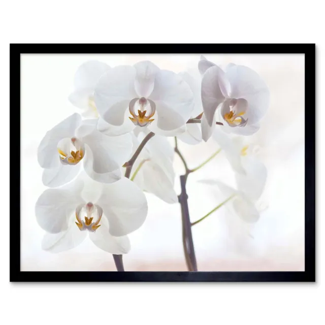 Orchid Flowers White 12X16 Inch Framed Art Print