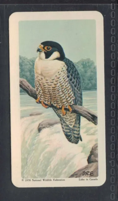 PEREGRINE - 50 + year old Canadian Trade Card # 10