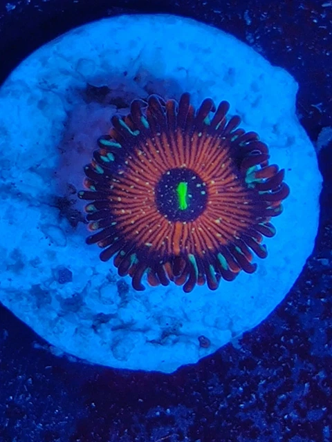 STUNNING WYSIWYG 1 p Salted Agave Zoa Zoanthid Coral Frag - 12.00 -  PicClick UK