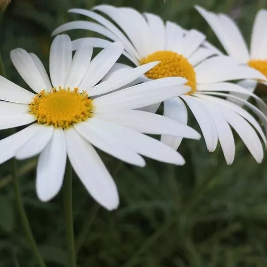 SHASTA DAISY 150+ seeds PERENNIAL flower garden rockery white pots easy cottage