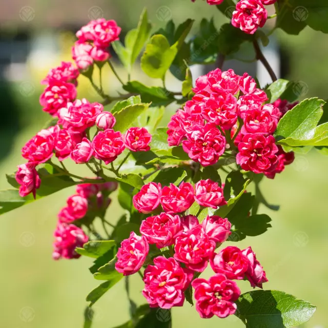 Crataegus laevigata 'Paul's Scarlet' Midland Hawthorn | Garden Tree | 5-6ft