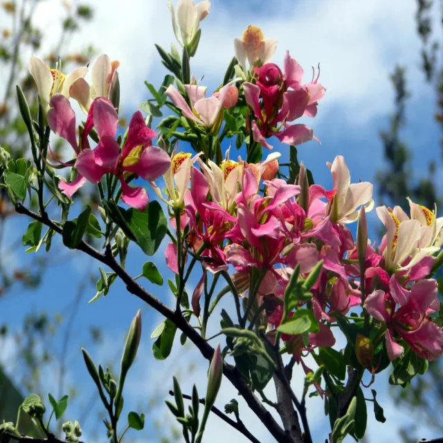 Pink Orchid Tree Seeds (Bauhinia monandra) Tropical Butterfly Flower Plant RARE!