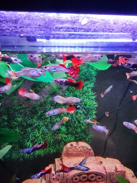 Dragon mosaic tail guppy/yellow tiger endler mix endler guppies. 5 for $15. Dragon mosaic tail guppy/yellow tiger endler mix endler guppies. 5 for $15.