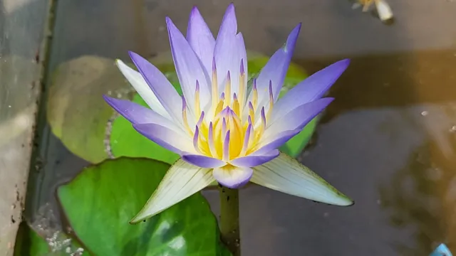 True Nymphaea caerulea (Egyptian Blue Lily) seeds | Open-pollinated | 10 seeds |