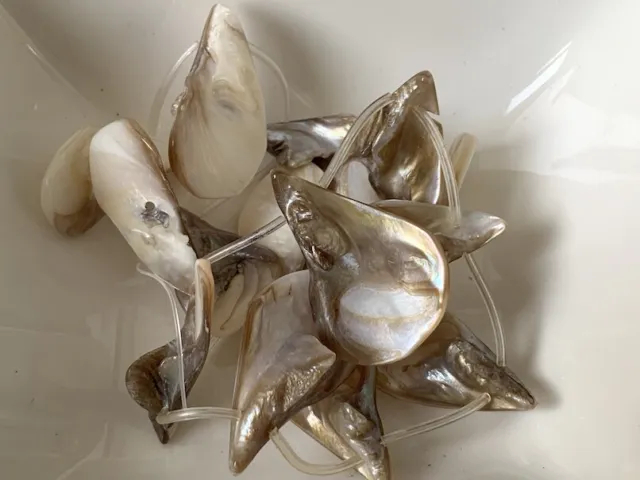 Perlmutt Tropfen 30 x 20 mm natur beige Stück 12 Strang Muschel Perlen V174