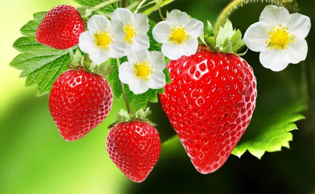 10 X Wild Strawberry Seeds-Heirloom Variety-Old Heritage- Sweet Fruit Garden
