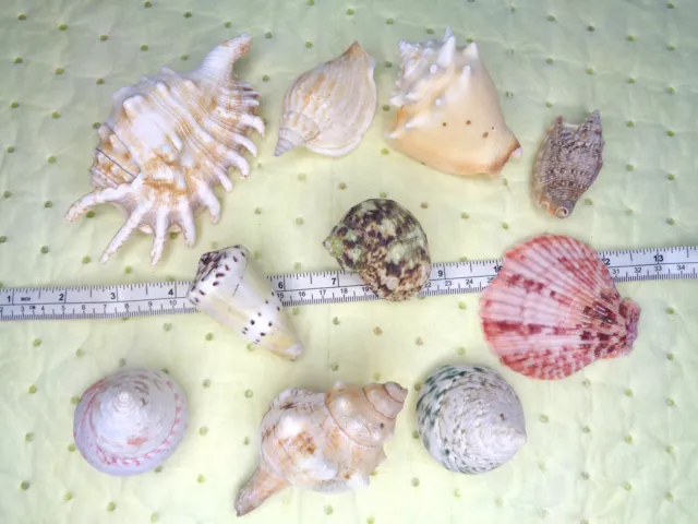 A selection of 10 sea shells beach seaside aquarium display conch etc