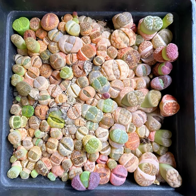 ❀120 Lithops 10cmx10cm Topf bunte lebende steine klein 0.5-1cm