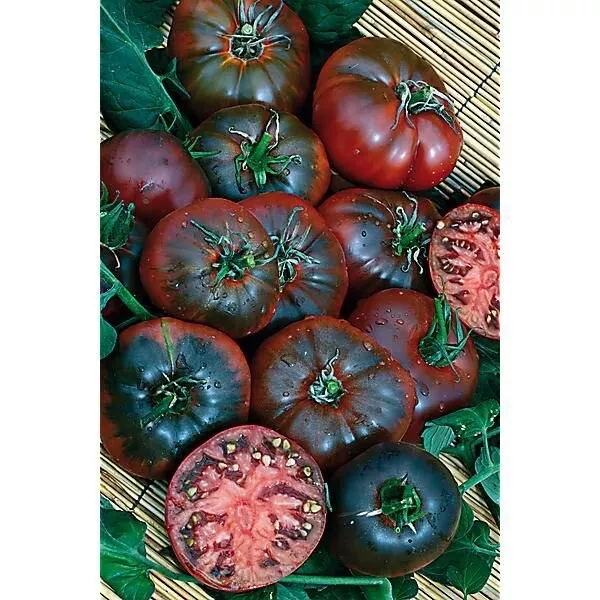 30 Graines de Tomate Noire de Crimée Véritable Bio Maison , Solanum lycopersicum